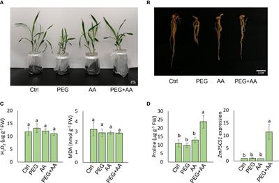 Acetic acid positively modulates proline metabolism for mitigating PEG-mediated drought stress in Maize and Arabidopsis